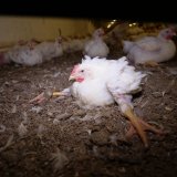 Hühnermast-Skandal: Betreiber:innen vor Strafgericht