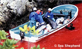 Tausende Delfine werden jedes Jahr sinnlos gefangen und getötet!