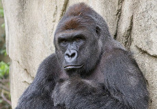 Gorilla Harambe