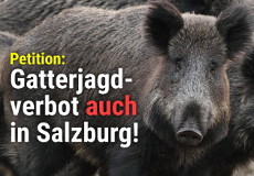 Gatterjagd Petition Salzburg