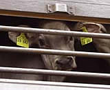 EU-weite Proteste gegen Tiertransporte