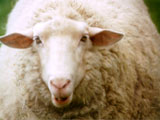 Schafe praktizieren Selbstmedikation