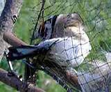 Verwaltungsstrafverfahren gegen Vogelfänger wegen Tierquälerei laufen