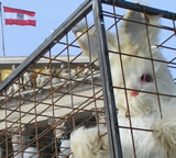 Tierschutz appelliert an Bundeskanzler: Käfigverbot für Kaninchen