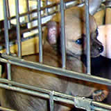 Verletzte Tiere in Zoohandlung in der Excalibur City