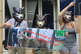 Protest gegen die brutale Wolfsjagd in den USA