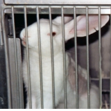 Einladung Innsbruck: 24 Stunden Hungerstreik gegen Tierversuche in einem engen Laborkäfig!