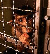 Neuer Email-Appell gegen Tierversuche: Letzte Chance!