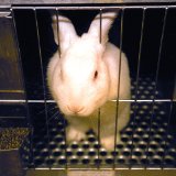 Jetzt unterschreiben! EU-Initiative zur Beendigung aller Tierversuche