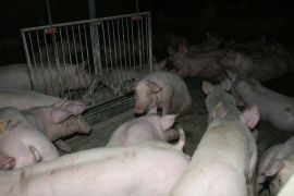 Schweine im Stall