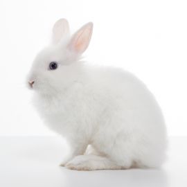 Weißes Kaninchen sitzend