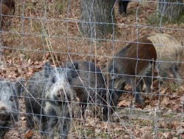 Eine Grußße von zahmen Wildschweinen hinter einem Drahtzaun