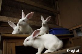 gerettete Kaninchen 1