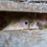 Stellungnahme des VGT zum Entwurf der Schweinegesundheitsverordnung