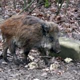 Grausame Gatterjagd auf handzahme Wildschweine in Mailberg verhindert!