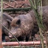 AnrainerInnen melden: Illegale Treibjagd auf zahme Wildschweine im Jagdgatter Mailberg