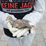 Einladung: Mahnwache in Salzburg mit toten Zuchttieren von der Jagd