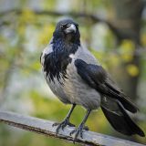 Massentötung durch Krähenfallen – Widerspruch zur EU-Vogelschutzrichtlinie!