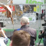 Poledance gegen Gatterjagd am Wiener Stephansplatz