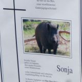 Tausende Partezettel im Jagdgatter Mayr-Melnhof erinnern an getötete Wildschweine