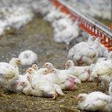 VGT warnt: auch österreichische Masthühner aus Massentierhaltung!