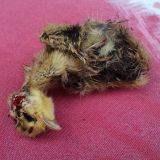 Einladung: Montag Grazer Landhaus Aktion mit nackten TierschützerInnen zur Jagdreform