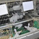 Erschütternde Fotos und Filme aus Kaninchenzuchtanlage für Tierversuche!