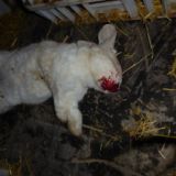 VGT veröffentlicht Filmclip: Tierversuchs-Kaninchenzüchter tritt auf Kaninchen - Anzeige!