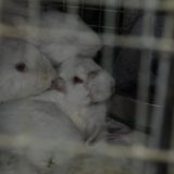 Ankündigung: Morgen VGT-Demo bei Ankunft Kaninchentransport im Tierversuchslabor