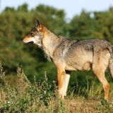 VGT plädiert für Schutz von Wölfen vor rabiaten ÖVP-Politikern!
