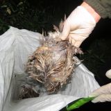 Brandneue Fotos aus burgenländischer Fasanerie: Massentierhaltung, tote Tiere