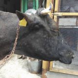 Lumpy Skin Disease - Hochansteckende Rinderseuche steuert auf Österreich zu