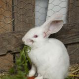 Beherzte TierschützerInnen retten Kaninchen aus Horror-Aufzucht!