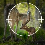 Einladung Pressekonferenz Eisenstadt: Stellungnahme Tierschutz zum neuen bgld Jagdgesetz