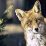 Luxemburg hält Fuchsjagdverbot aufrecht – Österreich: Fuchsjagd gegen Eigentümerwillen