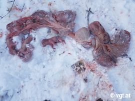 Tote Frischlinge im Schnee