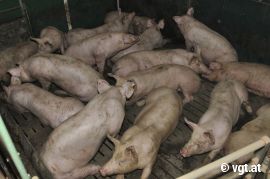 Schweinehaltung auf Vollspaltenboden