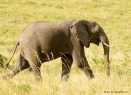 Ein Elephant in freier Wildbahn
