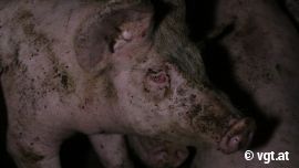 Schwein mit Augenentzündung