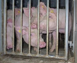 Mastschweine wie Häftlinge hinter Gittern