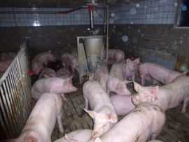Gruppe vom Mastschweinen im Stall von Martin Auer