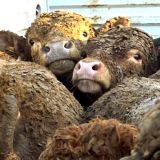 VGT: Grausame Tiertransporte in Drittländer sofort stoppen!