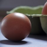 Fipronil-Eier und andere Probleme der Massentierhaltung