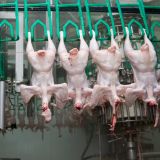 VGT warnt: Tödliche Keime im Geflügelfleisch
