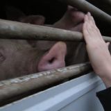 40 TierschützerInnen stehen Schweinen auf letztem Weg in den Schlachthof Hollabrunn bei