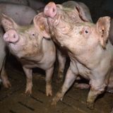 Unfassbares Tierleid – VGT deckt Horror-Schweinestall auf!