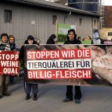 Erfolg für TierschützerInnen und Schweine: Fenster im Skandalstall geöffnet!