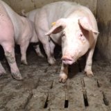 Kundgebungen zum Vollspaltenbodenverbot in der Schweinezucht