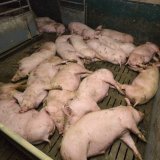 Einladung: Morgen VGT-Aktion am Wiener Stephansplatz zu Vollspaltenböden in der Schweinehaltung