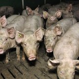 VGT stellt richtig: dass es keine Schweinefabriken in Österreich gäbe ist ein Märchen
